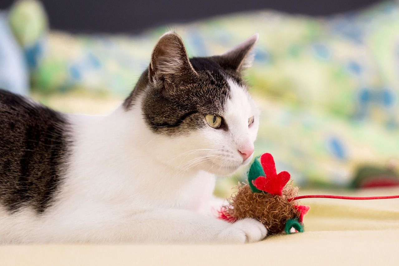 Kot – jakimi zabawkami się bawi?